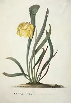 Pitcher Plant Collection: Sarracenia flava, trumpets