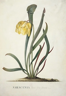 Sarracenia Collection: Sarracenia flava, trumpets