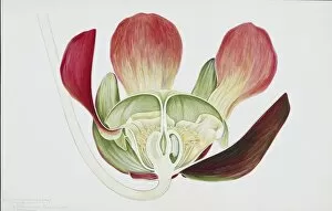 Sarracenia Collection: Sarracenia purpurea, pitcherplant