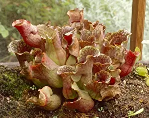Pitcher Prints: Sarracenia purpurea ssp venos, purple pitcher plant