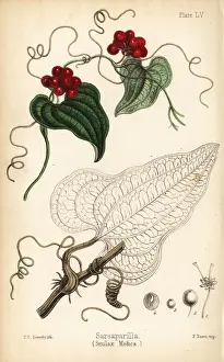 Sarsaparilla, Smilax aristolochiifolia
