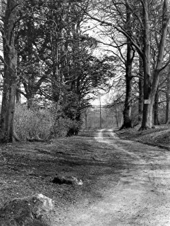 Images Dated 18th May 2011: Sarsgrove Wood Trackway
