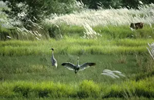 Habitats Prints: Sarus Crane - pair in wetland habitat (Indian population)