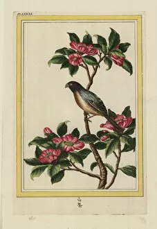 Buchoz Collection: Sasanqua camellia, Camellia sasanqua