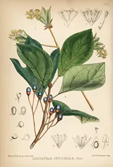 Officinale Prints: Sassafras, Sassafras albidum