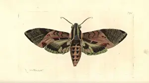 Satellite Prints: Satellite sphinx moth, Eumorphia satellitia