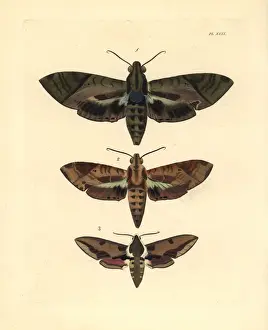 Westwood Prints: Satellite sphinx and spurge hawkmoth