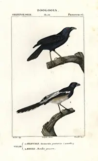 Satin bowerbird (male), Ptilonorhynchus violaceus