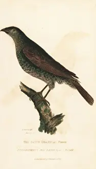 Satin bowerbird, Ptilonorhynchus violaceus