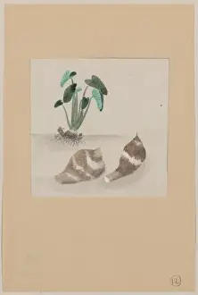 Potato Prints: Satoimo taro potato with plant growing in the background