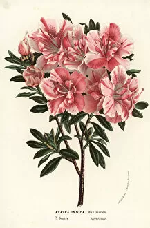 Azalea Gallery: Satsuki azalea, Rhododendron indicum