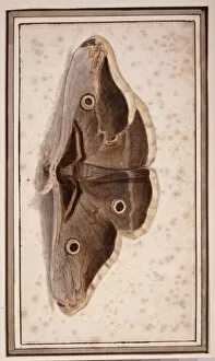 Pavonia Collection: Saturnia pyripavonia, emperor moth