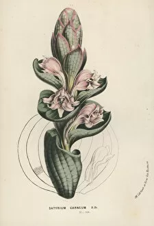 Satyrium carneum orchid