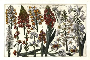 Arena Gallery: Satyrium orchids and Star of Bethlehem