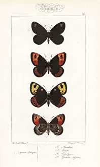 Alexis Collection: Satyrus arachne, Satyrus evias, spring ringlet