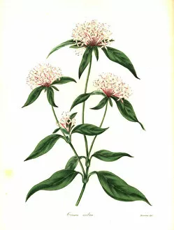 Saucer flower, Crusea hispida
