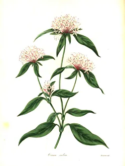 Maund Collection: Saucer flower, Crusea hispida