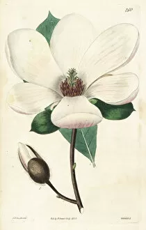 Saucer magnolia, Magnolia soulangeana