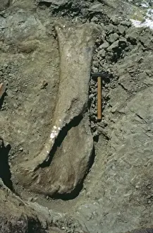 Sauropod excavation, 1982