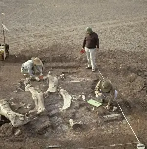 Niger Prints: Sauropod excavation, 1988