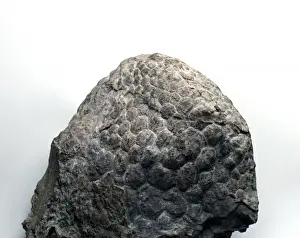 Jurassic Prints: Sauropod skin impression