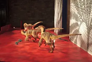 Saurornitholestes
