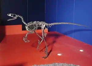 Saurornitholestes, Upper Cretaceous dinosaur