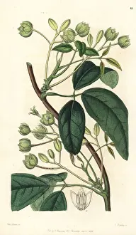 Sausage vine, Holboellia latifolia