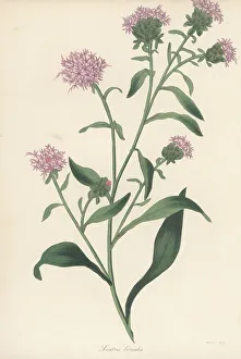 Savanna blazing star, Liatris scariosa