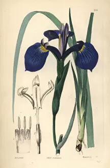 Weddell Collection: Savannah iris or Bay Blue-flag iris, Iris tridentata