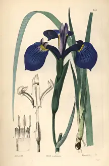 Luce Prints: Savannah iris or Bay Blue-flag iris, Iris tridentata