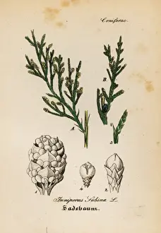 Juniper Prints: Savin juniper, Juniperus sabina