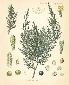 Juniper Prints: Savin juniper or savin, Juniperus sabina