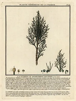 Colour Printing Prints: Savin juniper or savin, Juniperus sabina