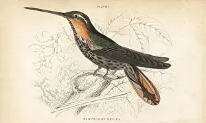 Hummingbirds Prints: Saw-billed hermit, Ramphodon naevius