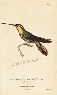 Saw-billed hermit, Ramphodon naevius