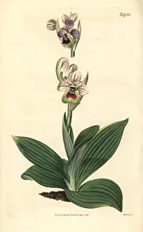 Saw-fly orchid, Ophrys tenthredinifera