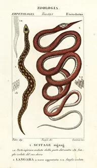 Madagascar Gallery: Saw-scaled viper and Madagascar leafnose snake