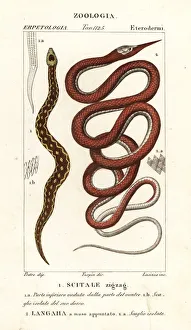 Runner Collection: Saw-scaled viper and Madagascar leafnose snake