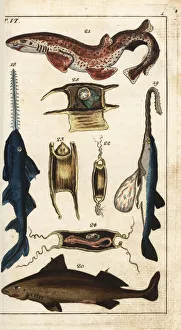 Sawfish, angular rough shark, spotted catshark, and young Sawfish, angular rough shark, spotted catshark, and young