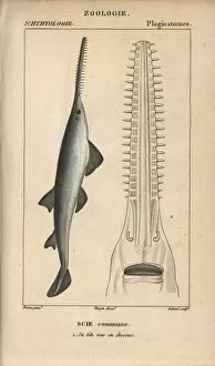 Stipple Gallery: Sawfish or carpenter shark, Pristis pristis