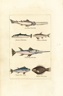 James Smith Barr Prints: Sawfish, mackerel, swordfish, tuna, etc