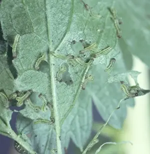 Larvae Prints: Sawfly larvae devouring a leaf
