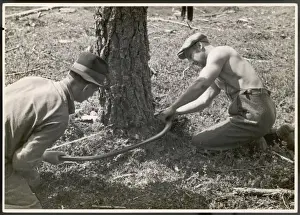 Sawing a Tree