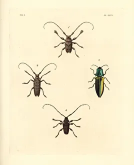 Sawyer, jewel and longhorn beetles Sawyer, jewel and longhorn beetles