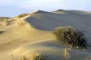 Saxaul Trees - on wind-shaped sand dunes