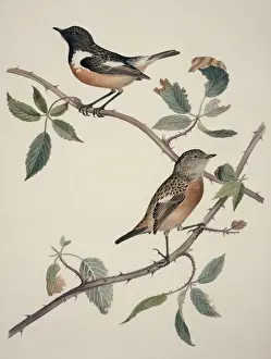 Macgillivray Prints: Saxicola torquata, common stonechat