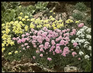 Stonebreakers Prints: Saxifraga Aizoon, with Lutea and Rosea varieties