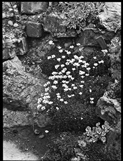 Saxifraga Cespitosa (Tufted Saxifrage)