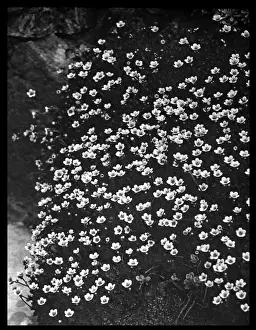 Saxifraga Cespitosa (Tufted Saxifrage)